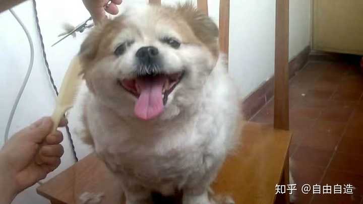 我的狗狗死了 很伤心 走不出悲伤的情绪怎么办 知乎 我的狗狗死了 很伤心 走不出悲伤的情绪怎么办 知乎