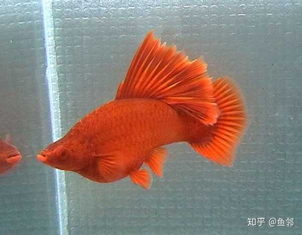 红剑鱼,一种常见的小型热带观赏鱼,最大的特点就是全身通红.