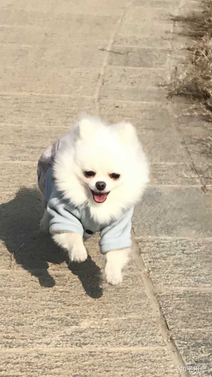 为什么我感觉看到的博美和俊介完全是两类狗狗 知乎