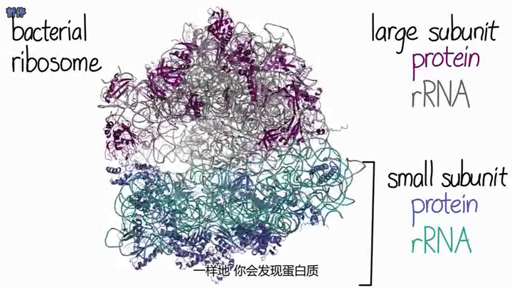 核糖体大小亚基在细胞核中装配的意义是什么?