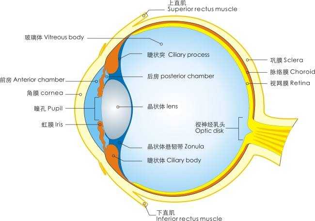 首先我们需要了解眼球的解剖与功能.