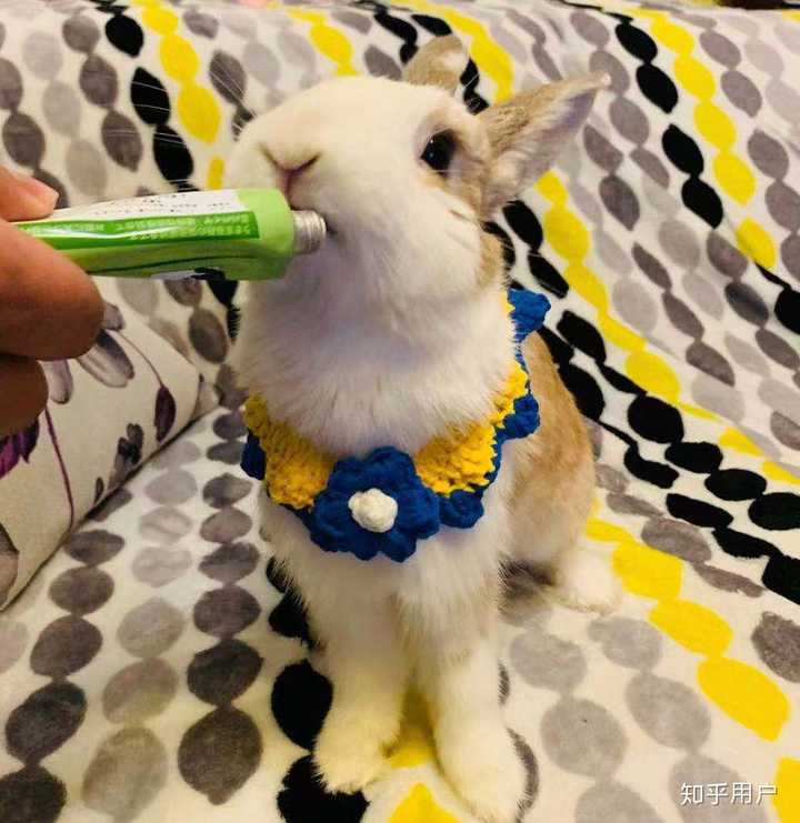 昨天北京下大雪给它带了个雪球回家,小兔兔第一次见雪懵懵的