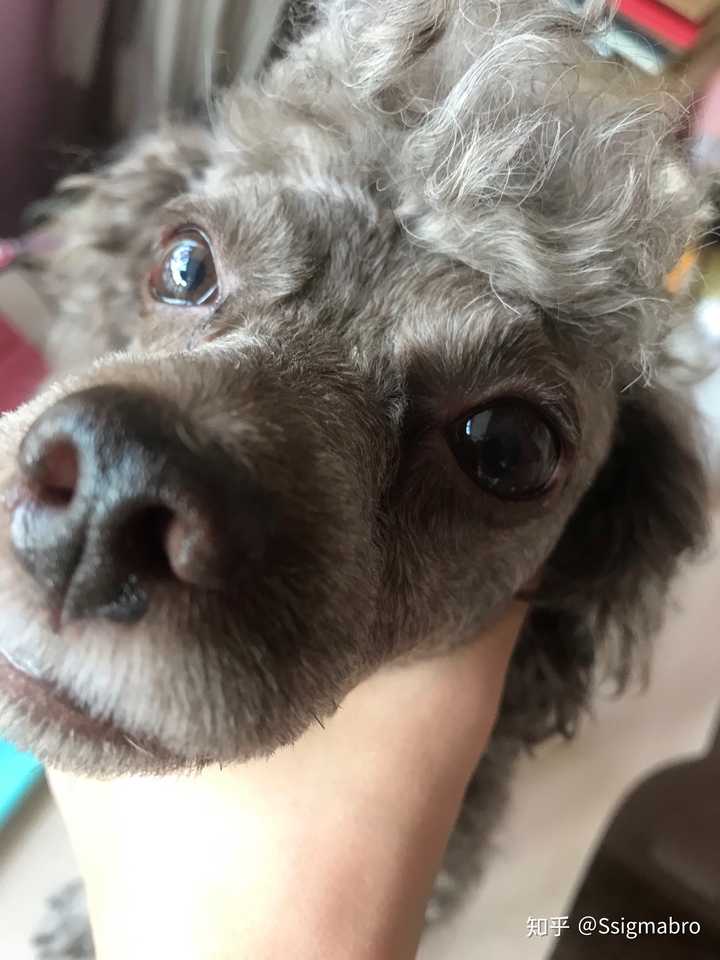 你好我家咖啡色泰迪眼睛为什么是灰色的呀?没事吧?