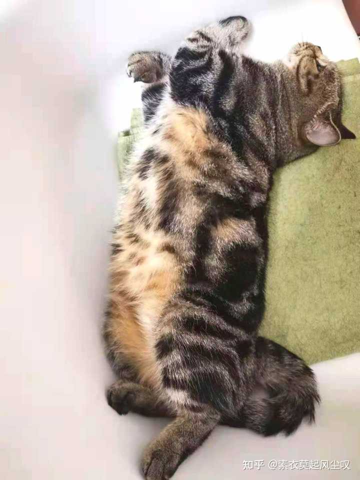 你是什么时候发现自己是猫猫的唯一 知乎 你是什么时候发现自己是猫猫的唯一 知乎