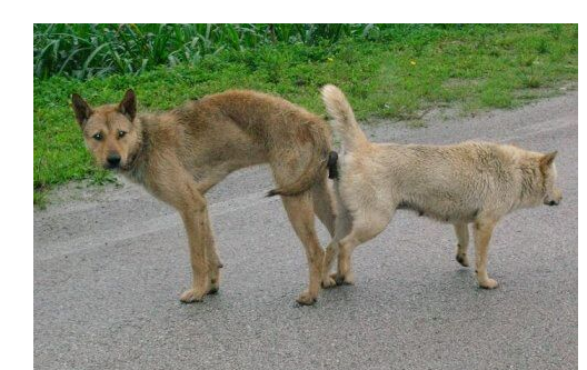 狗交配会出现拔不出来的现象 这种流行说法是真实的吗 知乎