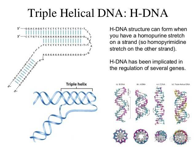 此前已经知道dna可以以非双螺旋的结构形式出现,比如三螺旋结构