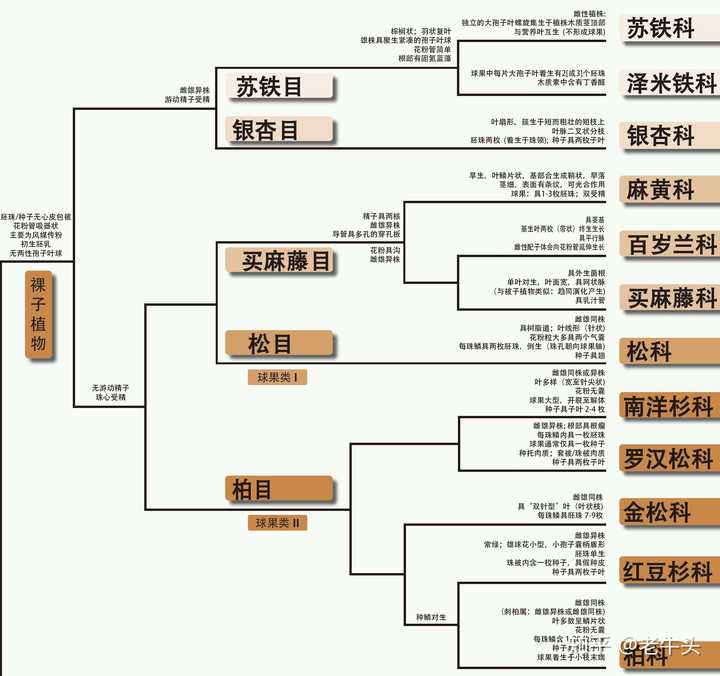 植物是怎么分类的 知乎