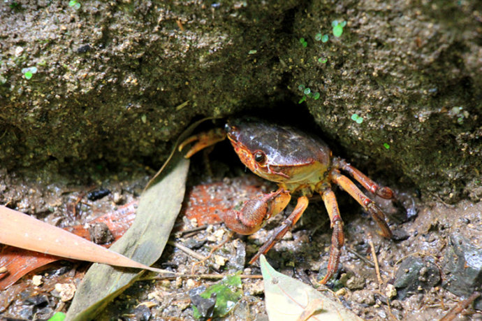 螃蟹生活环境图片图片