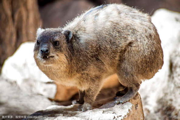 虽然这货长得像一只土拨鼠,然而这两颗尖牙还是暴露了它其实是大象的