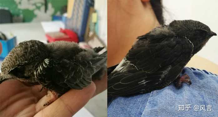 普通楼燕雏鸟 vs 白腰雨燕幼鸟