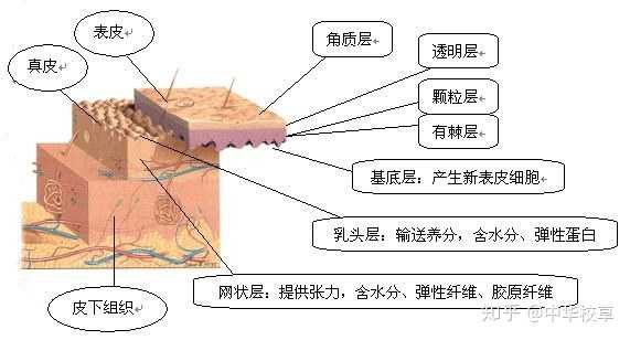 2、皮肤的附属器官（毛囊、皮脂腺、汗腺、爪甲）毛囊:由汗毛、毛孔、排