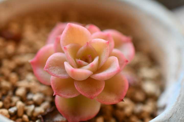 冷光led灯能不能给植物补光 作用大不大 能不能顶替晒太阳 知乎 冷光led灯能不能给植物补光 作用大不大 能不能顶替晒太阳 知乎