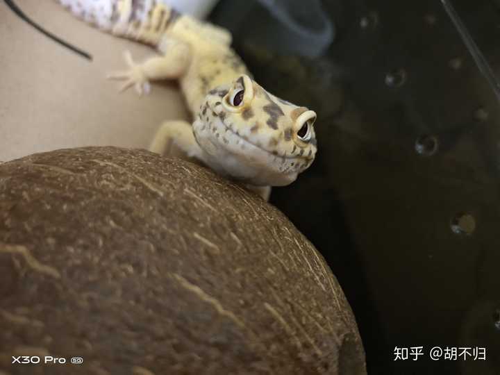 养一只守宫是怎样的体验 知乎