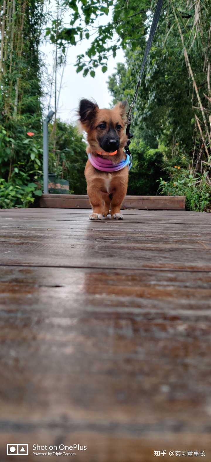 把土狗养成高级犬是一种怎样的体验 知乎 把土狗养成高级犬是一种怎样的体验 知乎