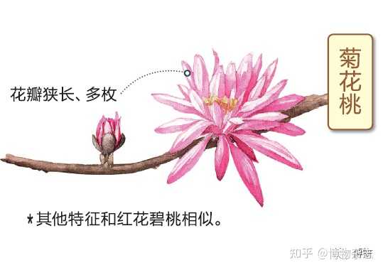 如何区别桃花 杏花 李花 樱花 梨花和梅花 知乎 如何区别桃花 杏花 李花 樱花 梨花和梅花 知乎