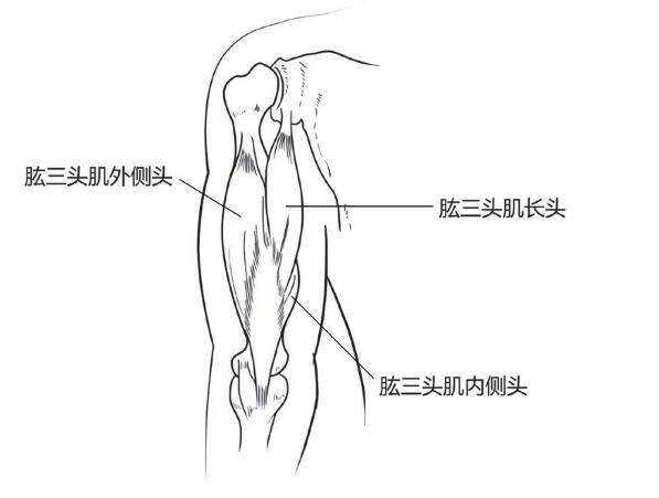 2.肱三头肌