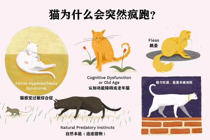 猫为什么会突然疯跑 知乎