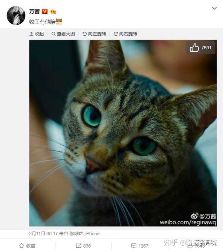 你知道哪些爱猫的大人物 知乎