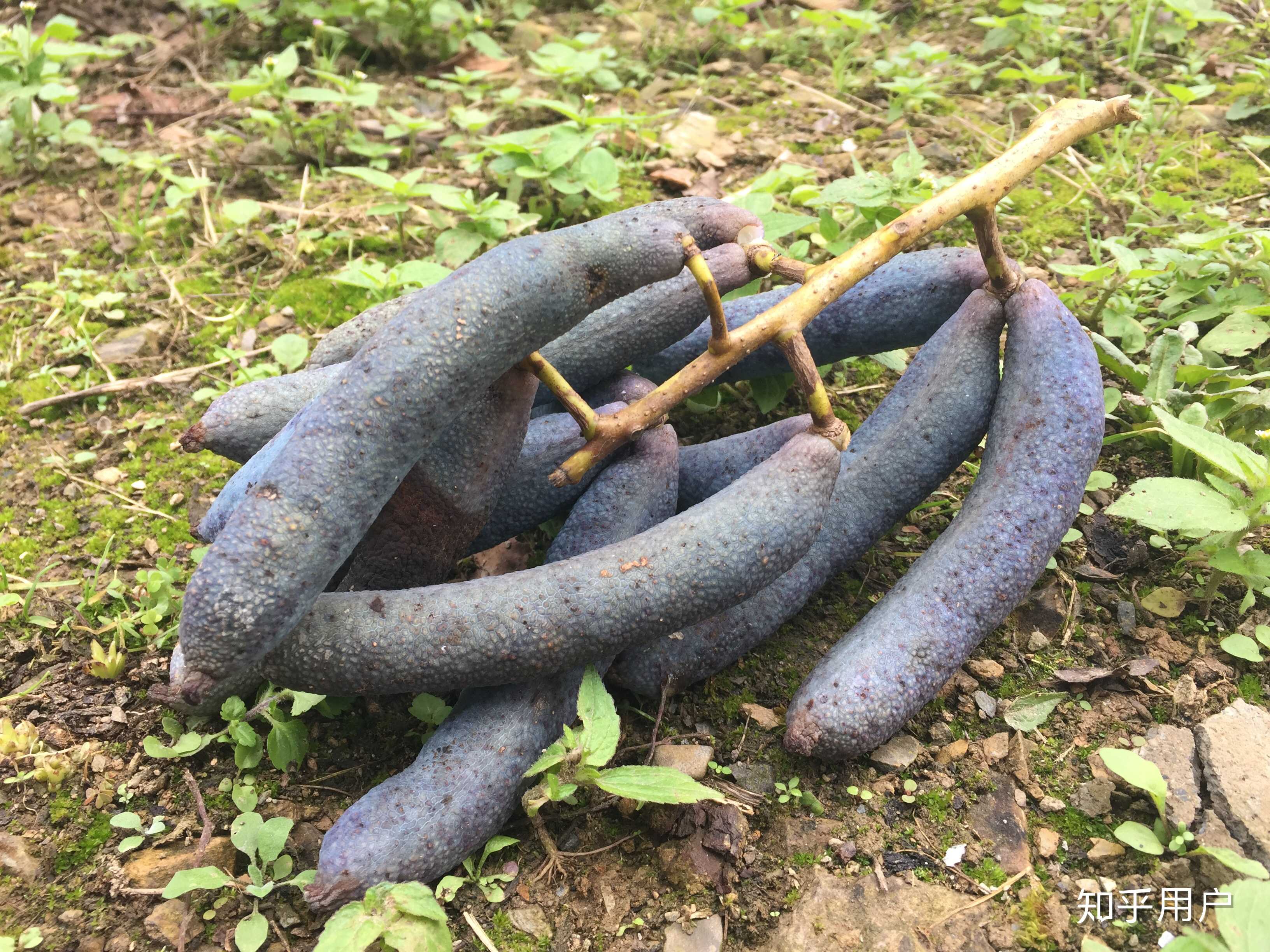 瓜,又名鬼指头,可以说是很形象了,第一次见到都感觉浑身起鸡皮疙瘩,不