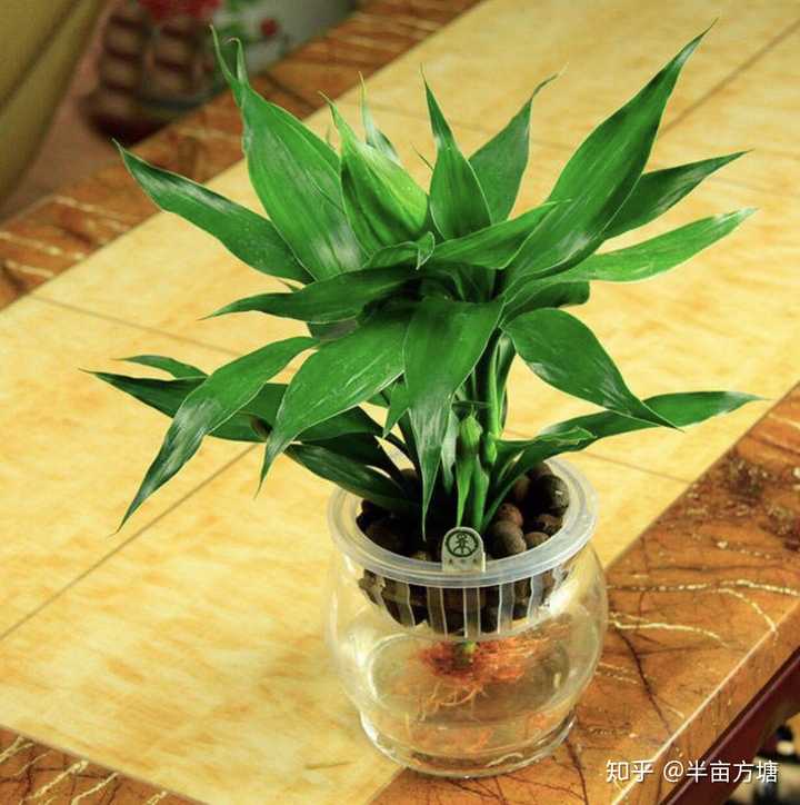 在什么植物适合放在卧室中,吊兰也是一种很好的选择.