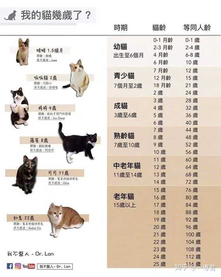 八个月的猫成年了吗 10个月的猫成年了吗 母猫8个月怀孕了危险吗