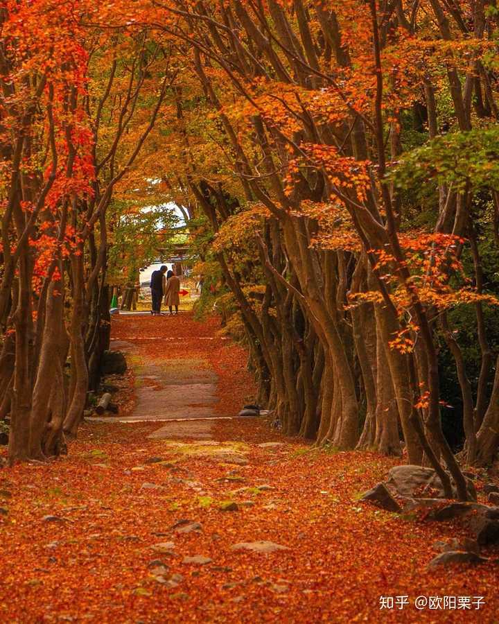 去日本自由行 有什么好的路线推荐 需要注意什么 知乎
