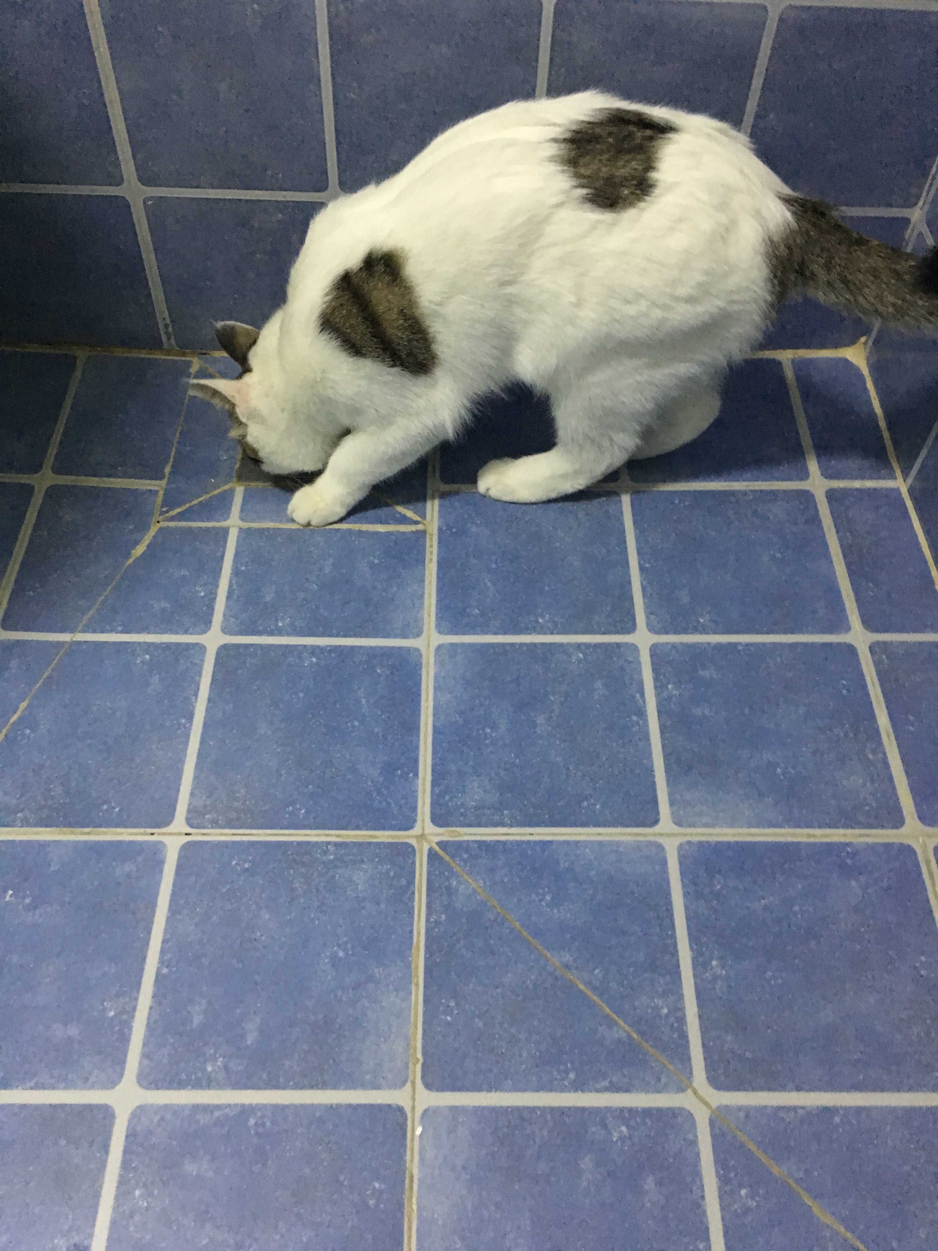 你家的猫喜欢玩什么玩具?