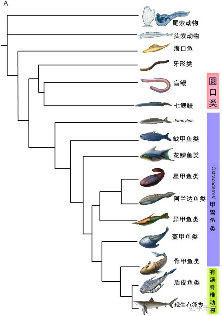有颌鱼类的颌骨是如何演化出来的? - 知乎