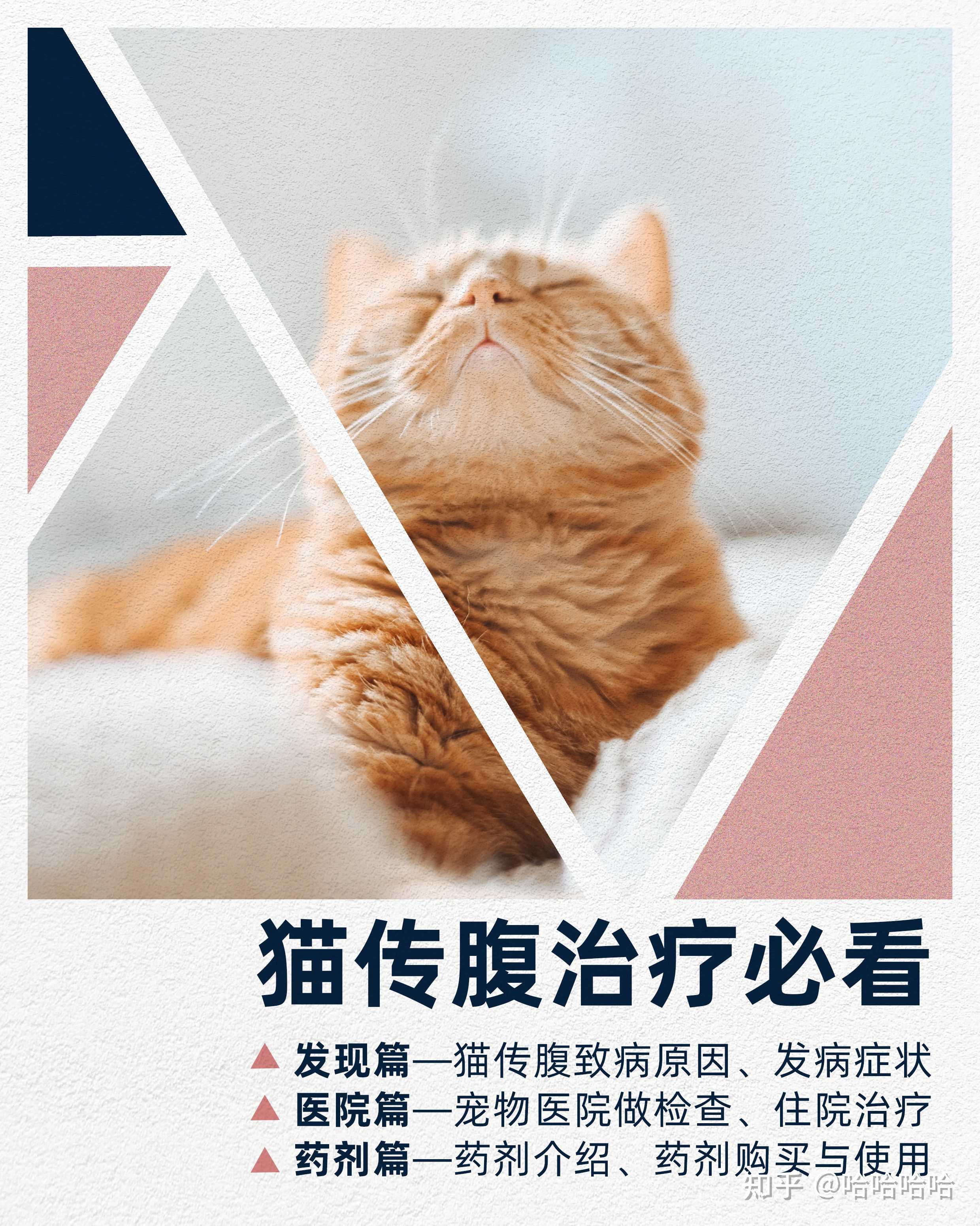 猫传腹441# - 知乎