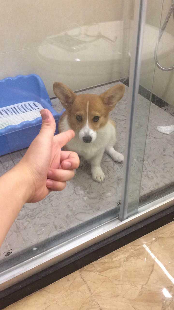 新手如何养柯基 知乎