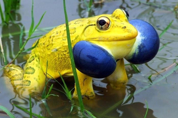 印度虎纹蛙,繁殖期体色非常艳丽