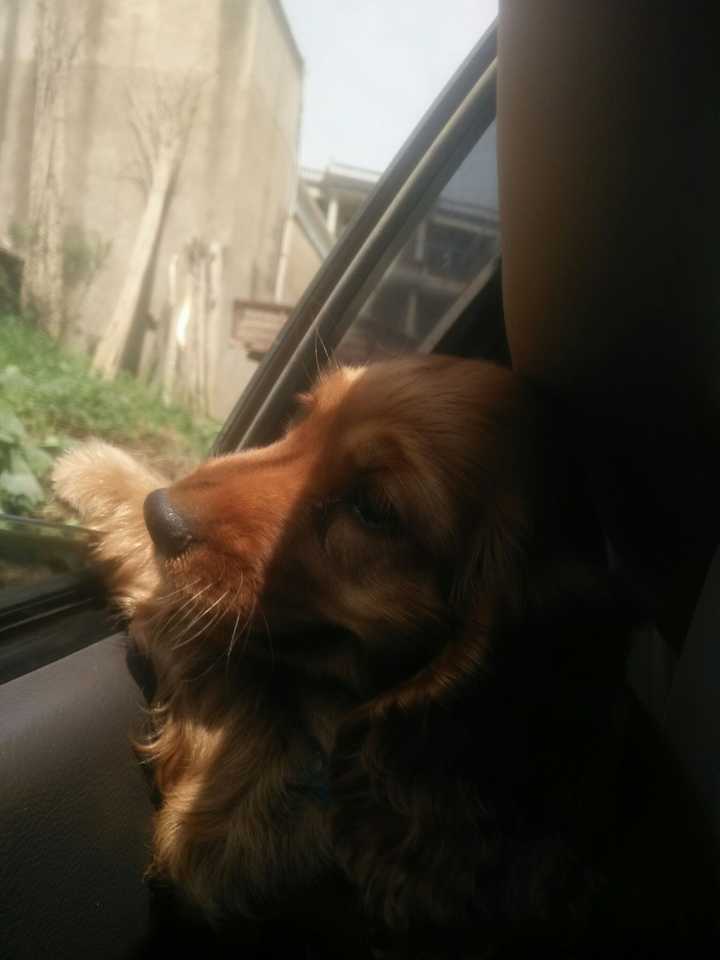 养可卡犬是一种怎样的体验 知乎 养可卡犬是一种怎样的体验 知乎