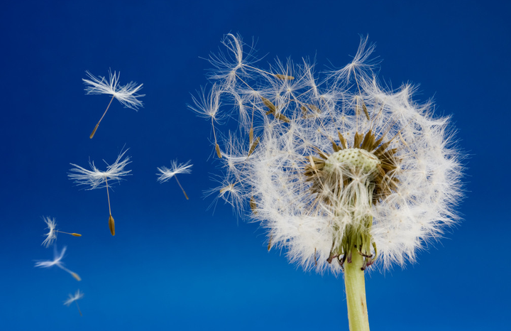 蒲公英各部位结构名称 蒲公英结构示意图 蒲公英的构造图片解释