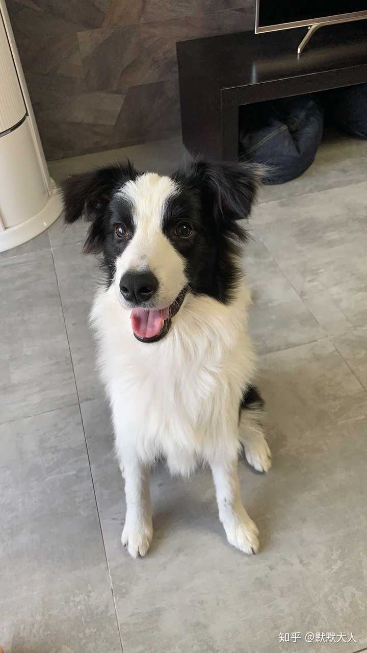 给你家边境牧羊犬拍过哪些满意的照片? - 知乎