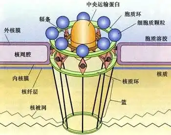大分子物质通过核孔?算什么运输方式? - 知乎