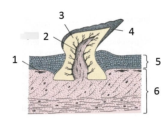 鲨鱼是软骨鱼类,跟硬骨鱼类的鱼鳞发育方式并不一样.