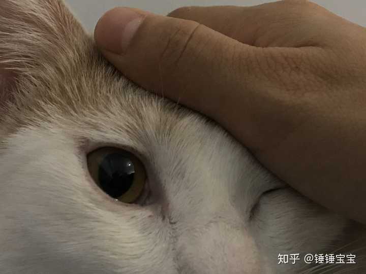 猫咪眼睑上有黑斑,是怎么回事?
