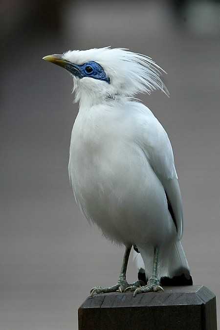 长冠八哥,目前乐观地看,还剩下几十只——这么漂亮的鸟,竟也能给整得