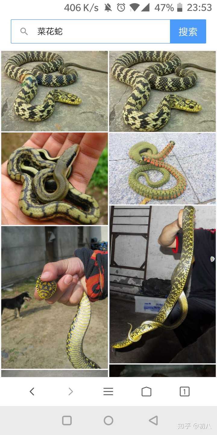 王锦蛇,也叫菜花蛇,无毒