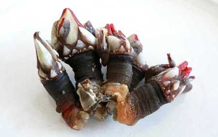 percebes:龟足