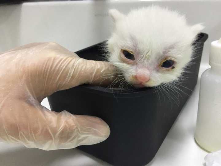 从奶猫开始养是什么样的体验 知乎