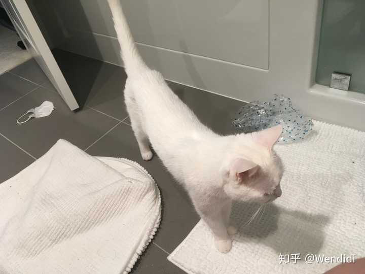 猫咪去世后 如何让自己不那么难过 知乎