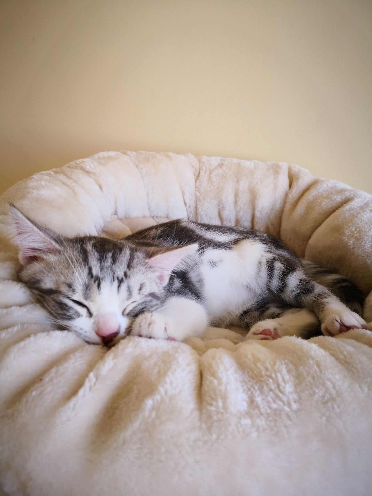 家有美短加白起司猫一枚,名叫rocky,从抱回家的第一天起就没把自己当