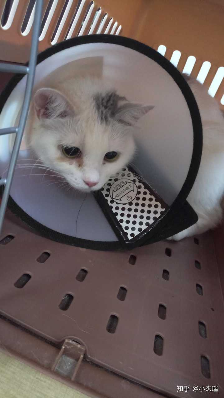 养猫每个月的开销一般多少 知乎 养猫每个月的开销一般多少 知乎