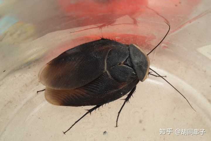 东北妹子刚来到南方,义乌,第一次看到这么大蟑螂,简直要吓死了,刚租的