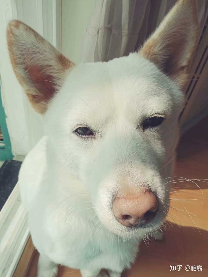 白狗黄耳图片