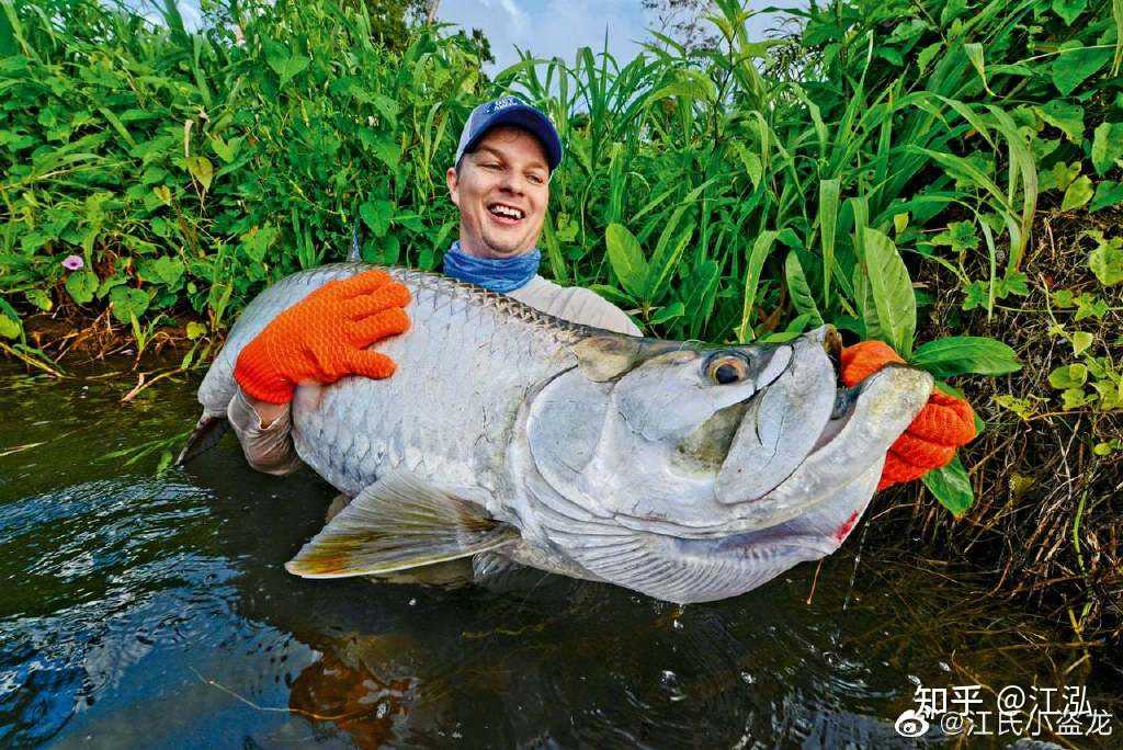江泓 的想法: 【big fish 大鱼】 大海鲢(megalops),英文名tarpon