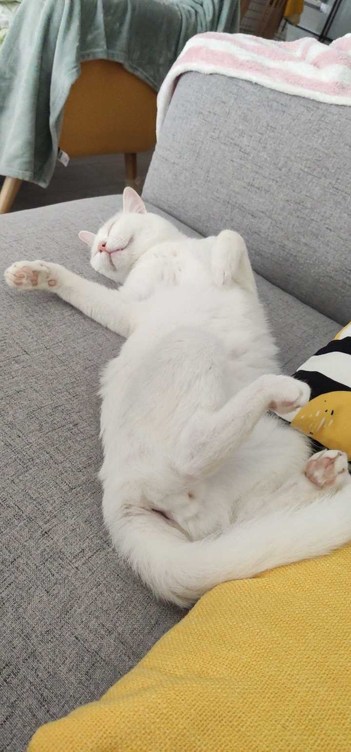 猫咪仰面朝天睡是表达信任了吗?