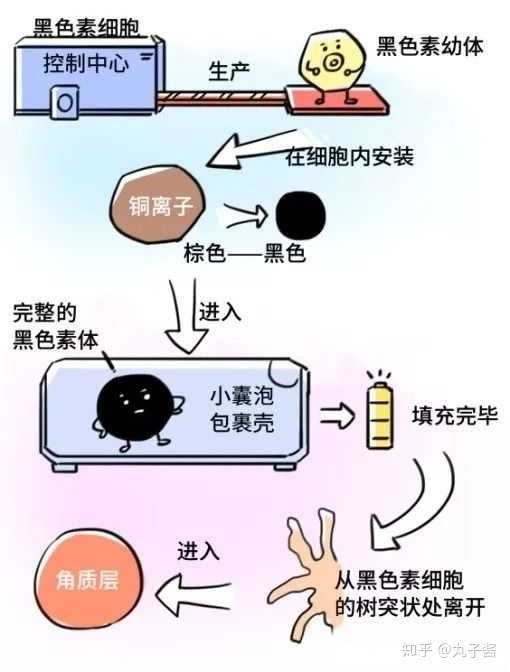 体被分泌至角质形成细胞内→角质形成细胞内黑素体的转运、降解或排出。