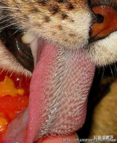 纯种藏獒能打过老虎吗?